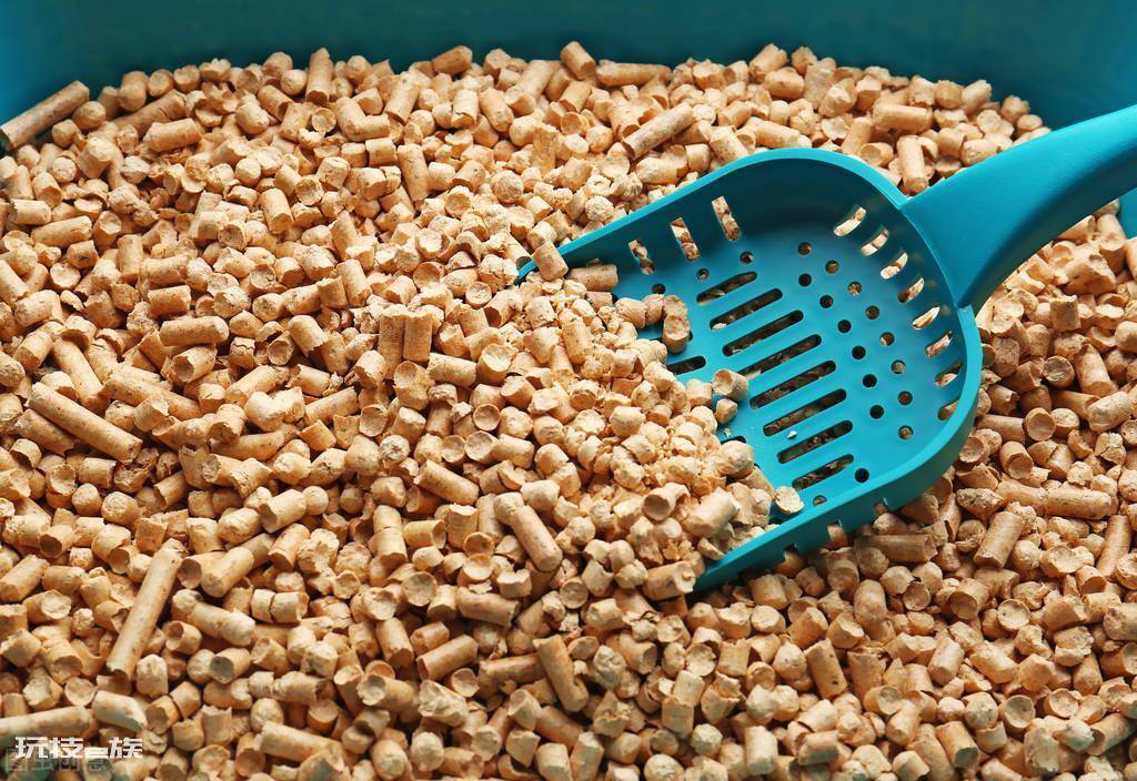 猫砂可以做肥料吗(使用过的猫砂用来栽种植物的方法)-图片3
